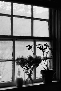 black and white photograph of flowers in vases on window sill next to potted plant