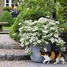 a calico cat walking around a potted plant with white flowers on it's side