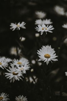 white flowers with yellow centers are in the middle of black and white background, as well as dark foliage