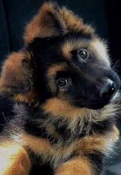 a brown and black puppy sitting on top of a couch