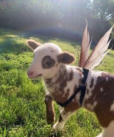 a brown and white baby goat with wings on it's back walking in the grass