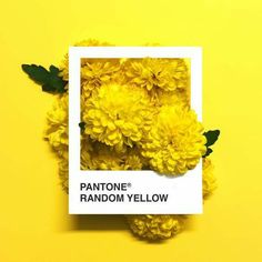 yellow flowers are in front of a white square frame on a yellow background with the words pantone random yellow