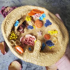 a person holding a small round object made out of shells and seashells on a table