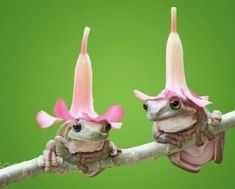 two small frogs with pink flowers on their heads sitting on a tree branch against a green background