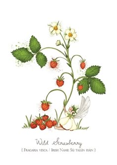 a drawing of strawberries and flowers with the words wild strawberry