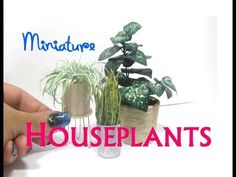 a hand is holding a plant in front of some houseplants and the words, miniaturehouseplants