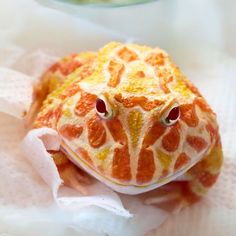 a close up of a small orange and yellow animal on a white cloth with a bowl in the background