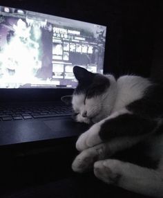 a black and white cat laying on top of a laptop computer