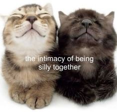 two cats are laying next to each other with the caption, the intimateity of being silly together