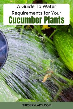 Cucumber water needs -
Watering cucumber plants -
Cucumber irrigation guide -
How much water for cucumbers -
Cucumber plant care -
Optimal watering for cucumbers -
Vegetable garden watering -
Moisture levels for plants -
Drip irrigation for cucumbers -
Watering schedule for vegetables -
Garden watering tips - Root Rot, Bountiful Harvest, Grow Strong, Plant Needs