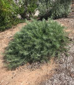 a small green bush sitting on top of a dirt field