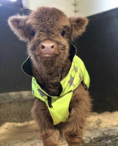 a small brown cow wearing a yellow vest