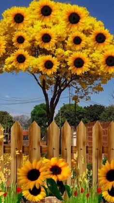 the sunflowers are blooming all over the yard