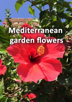 a red flower with the words mediterranean garden flowers in front of some green leaves and blue sky