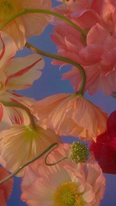 pink and yellow flowers are in the air against a blue sky with no one around them