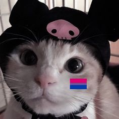 a cat wearing a mouse hat with rainbow stickers on it's ears and nose