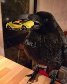 a black bird sitting on top of a wooden table next to a yellow toy car