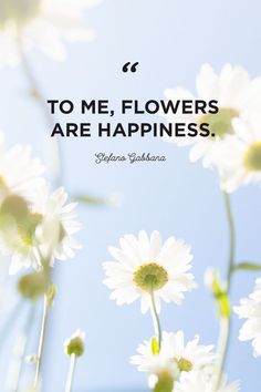 white daisies in the foreground with a quote about flowers bloom, so does hope