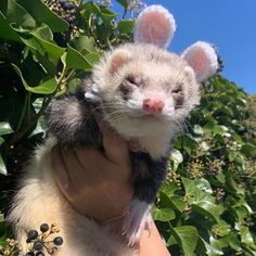 a ferret is being held in the palm of someone's hand while wearing bunny ears