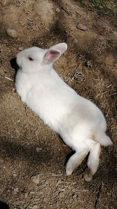 a white rabbit laying on its back in the dirt