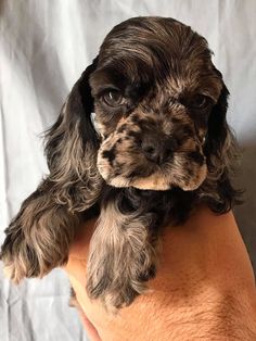 a small brown and black dog sitting on top of someone's hand