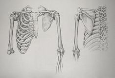 two different views of the back and side of a human skeleton