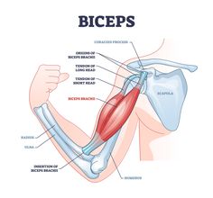 the muscles are labeled in this diagram