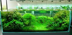 an aquarium filled with lots of green plants