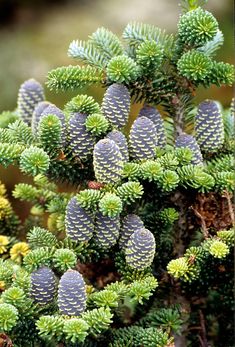 some very pretty green and yellow plants