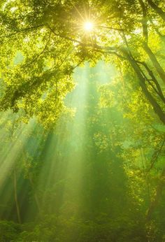 the sun shines brightly through the trees in this green, lush forest scene with sunlight beaming through the leaves