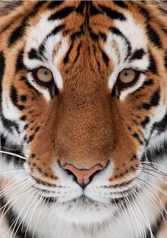 a close up shot of a tiger's face