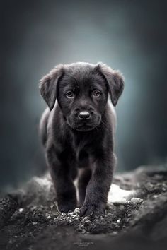 a black puppy walking across a dirt field