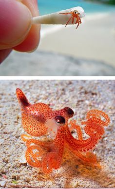 an orange octopus sitting on top of sand with words above it that read, look a tiny baby octopus how do you react?