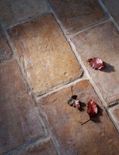 two dead leaves laying on the ground in front of a tile floor that has been cleaned