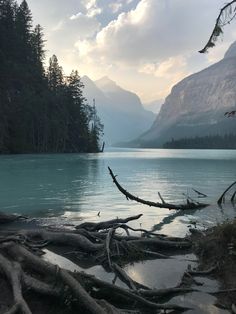 the water is crystal blue and there are many tree branches on the shore in front of it