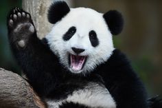 a black and white panda bear sitting on top of a tree branch with its paws up