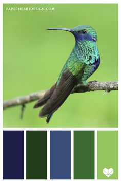 a bird sitting on top of a tree branch next to green and blue color swatches