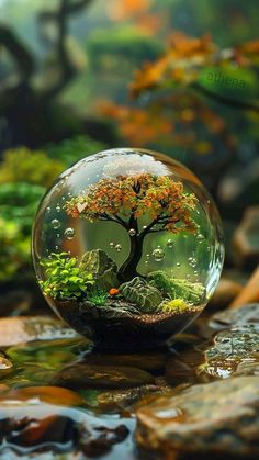 a glass ball with a bonsai tree in it sitting on top of some rocks