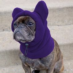 a pug dog wearing a purple scarf on its head