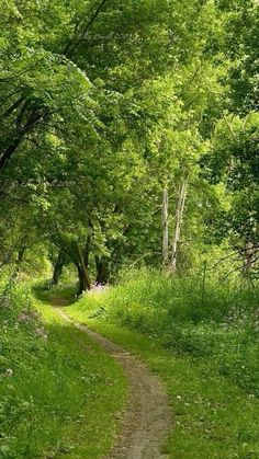 a dirt path in the middle of a forest with lots of green trees on both sides