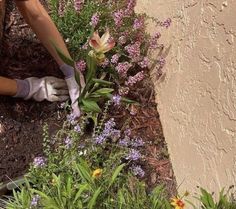 a person in gardening gloves is weeding flowers