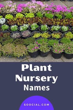 many potted plants with the words plant nursery names