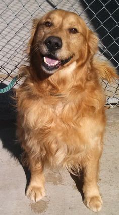 a golden retriever is standing in front of a chain link fence and looking at the camera