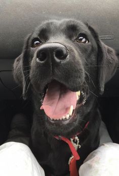 a black dog with its mouth open sitting in the back seat of a car looking up