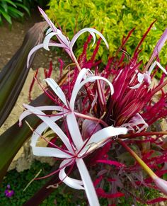 a close up of a flower near many other flowers