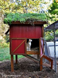 a cat sitting in the doorway of a chicken coop with grass growing on it's roof