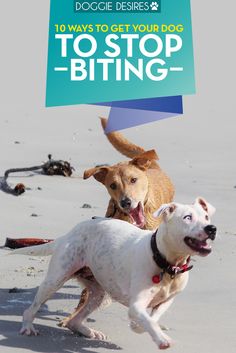 two dogs running on the beach with an ad for dogie deiries to get your dog to stop biting