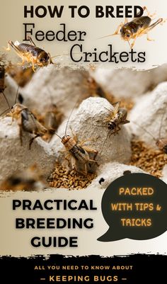 Breeding feeder crickets Diy Cricket Farm, Cricket Breeding Setup, Crested Gecko Breeding Setup, Cricket Farming Diy, Cricket Enclosure, Basic Bearded Dragon Set Up, Cricket Farm, Breeding Crickets