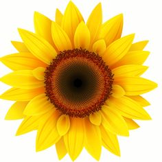 a large yellow sunflower with red center surrounded by smaller petals on the top and bottom