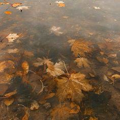 leaves floating on the surface of a body of water